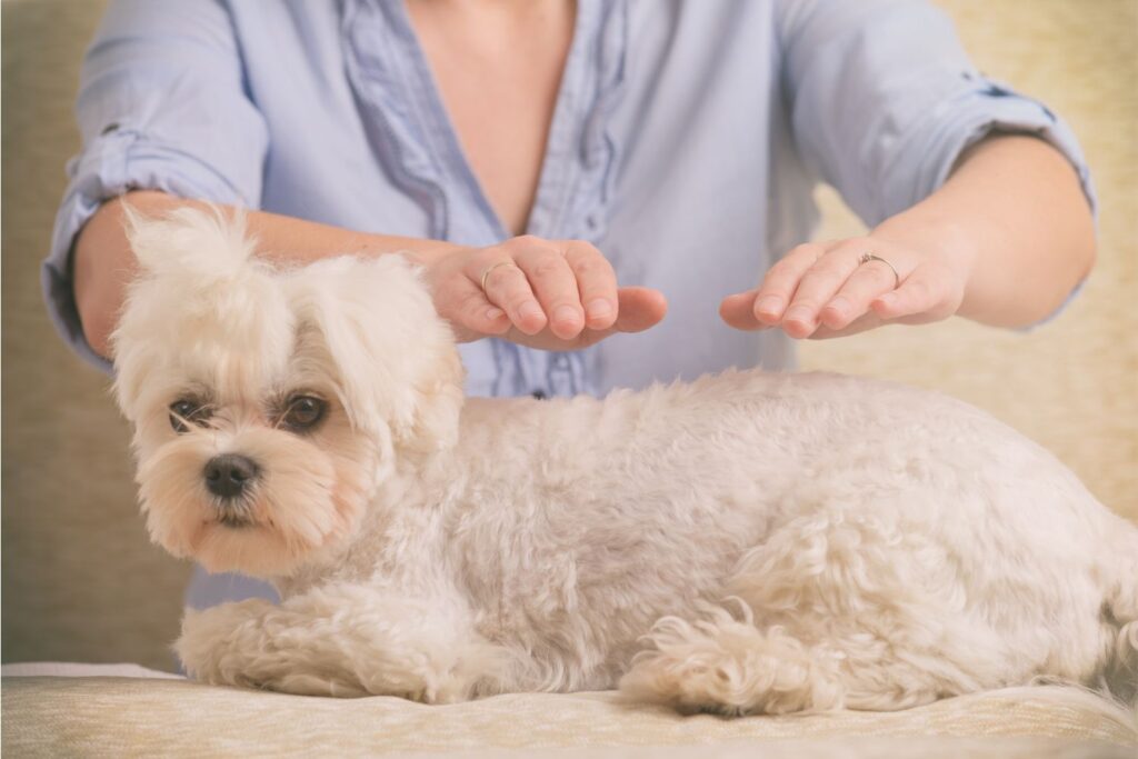 Frau behandelt einen Hund mit Reiki